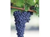 Refosco Peduncolo Rosso