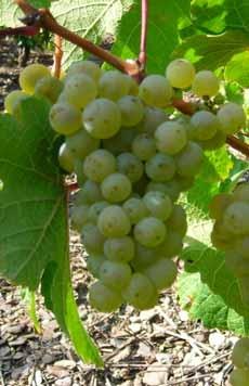 Un grappolo di Riesling