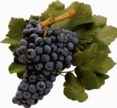 l'uva Cannonau