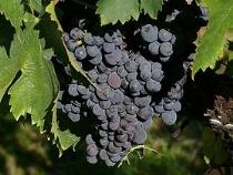 un grappolo di uva Sagrantino