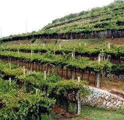 Le marogne, i terrazzamenti realizzati con muri a secco per la coltivazione della vite in Valpolicella 