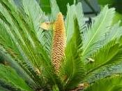 coni cycas