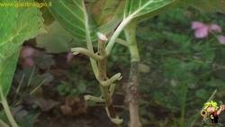 come potare le ortensie