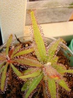 drosera adelae
