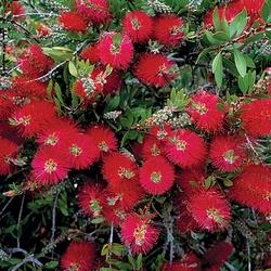 Callistemon citrinus splendes