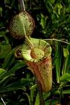 piante carnivore nepenthes (nepenthes hookeriana)