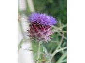 coltivazione carciofo