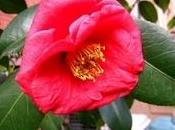 camelia