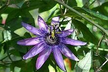 Passiflora