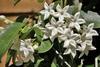Gelsomino Madagascar (Stephanotis floribunda)