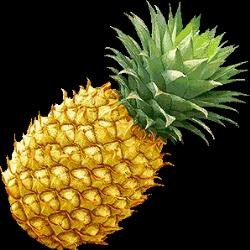 coltivazione ananas