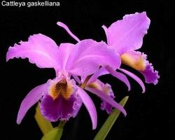 Cattleya lilla