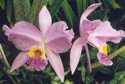 Cattleya rosa