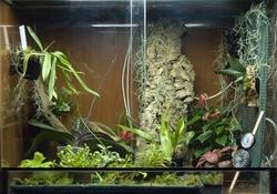 un terrario per orchidee