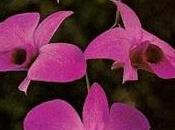 Orchidee dendrobium