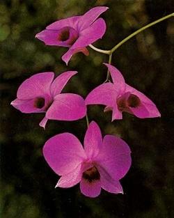 dendrobium rosa