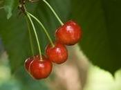 Radici ciliegio
