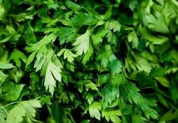 Prezzemolo Prezzemolo