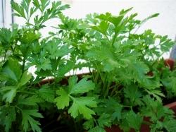 Prezzemolo Prezzemolo