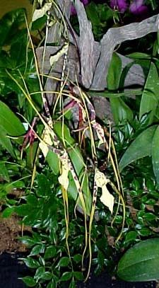 Un tipico esempio di orchidea brassia