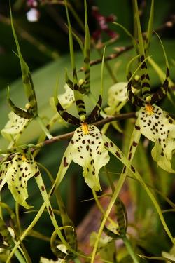 Un esempio di orchidea brassia