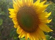girasole