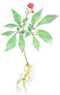 ginseng1