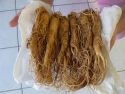 ginseng2