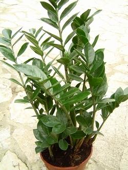 Un altro esempio di pianta in vaso