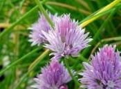 erba cipollina