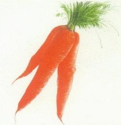 carota