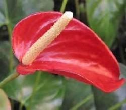 fiore di Anthurium