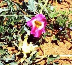 artiglio del diavolo 2