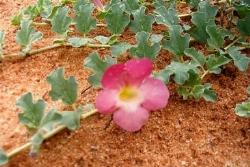 artiglio del diavolo