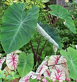 Un esempio di fiore che troviamo sulle piante di Dieffenbachia.