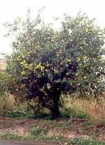 foto pianta di limone