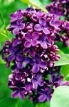 Syringa