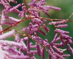 foto tamerice ramosissima