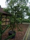 Araucaria