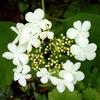 Viburnum
