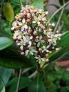 Skimmia