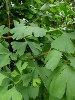 gingko bil