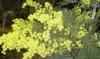 Acacia