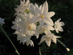 giglio stoffa