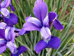 Iris viola