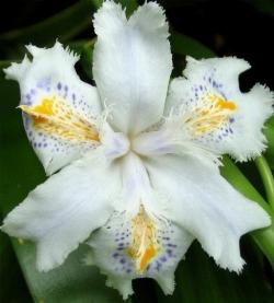 Iris japonica