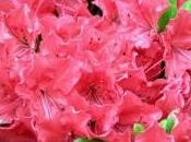 rododendro