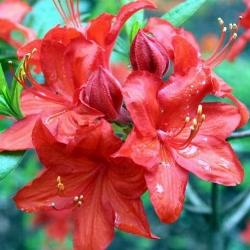 rhodo parkfeuer