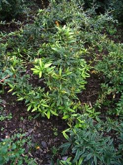 berberis julianae