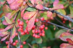 berberis dictophylla